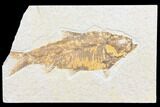 Bargain, Fossil Fish (Knightia) - Wyoming #126030-1